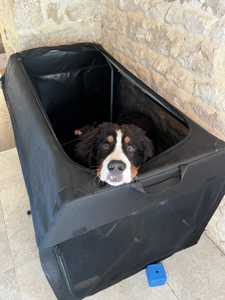 accueil d'un chiot dans sa caisse de tranport